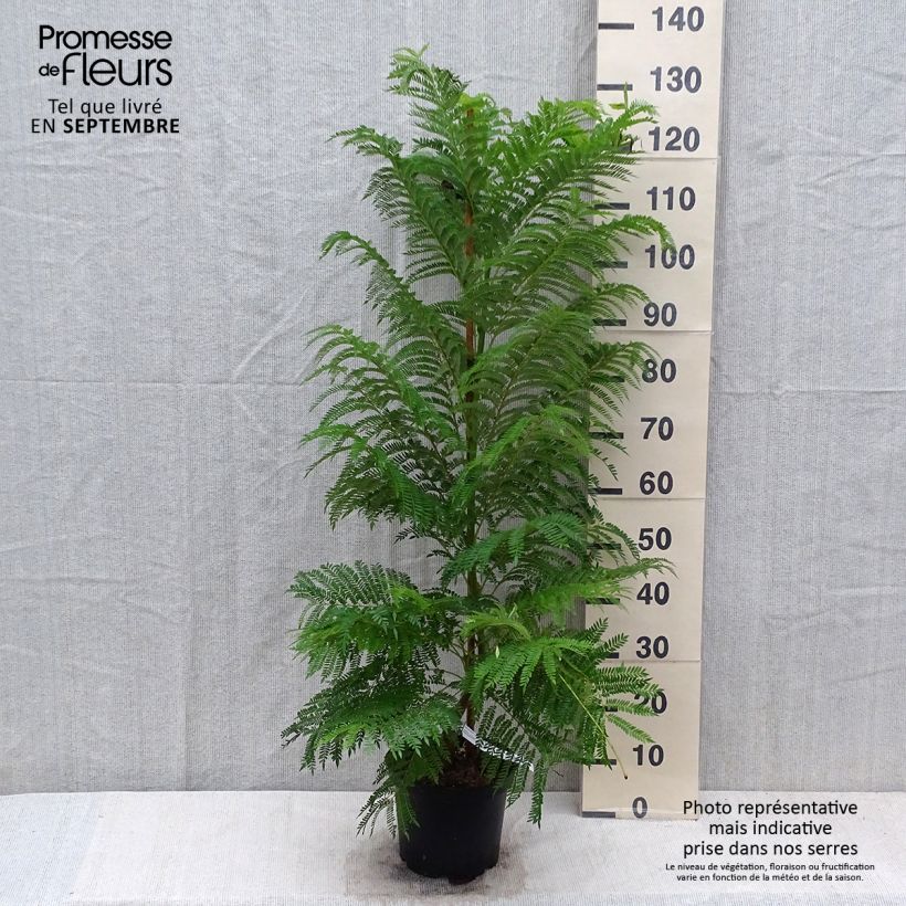 Exemplar von Jacaranda mimosifolia - Palisanderholzbaum Topf mit 4L/5L wie im Herbst geliefert