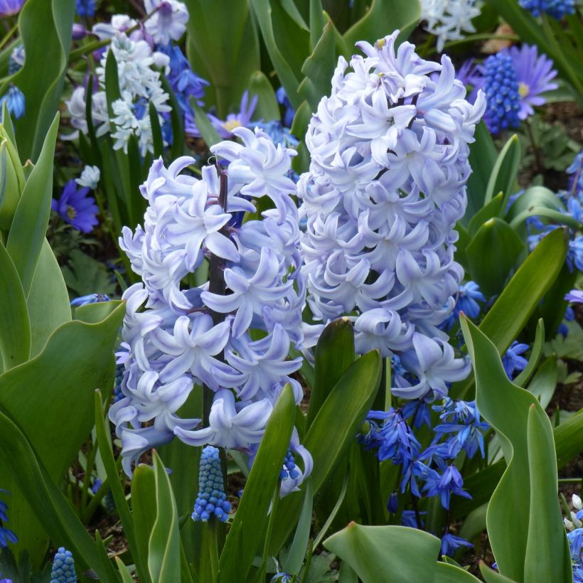 Hyazinthe Blue Eyes (Hafen)