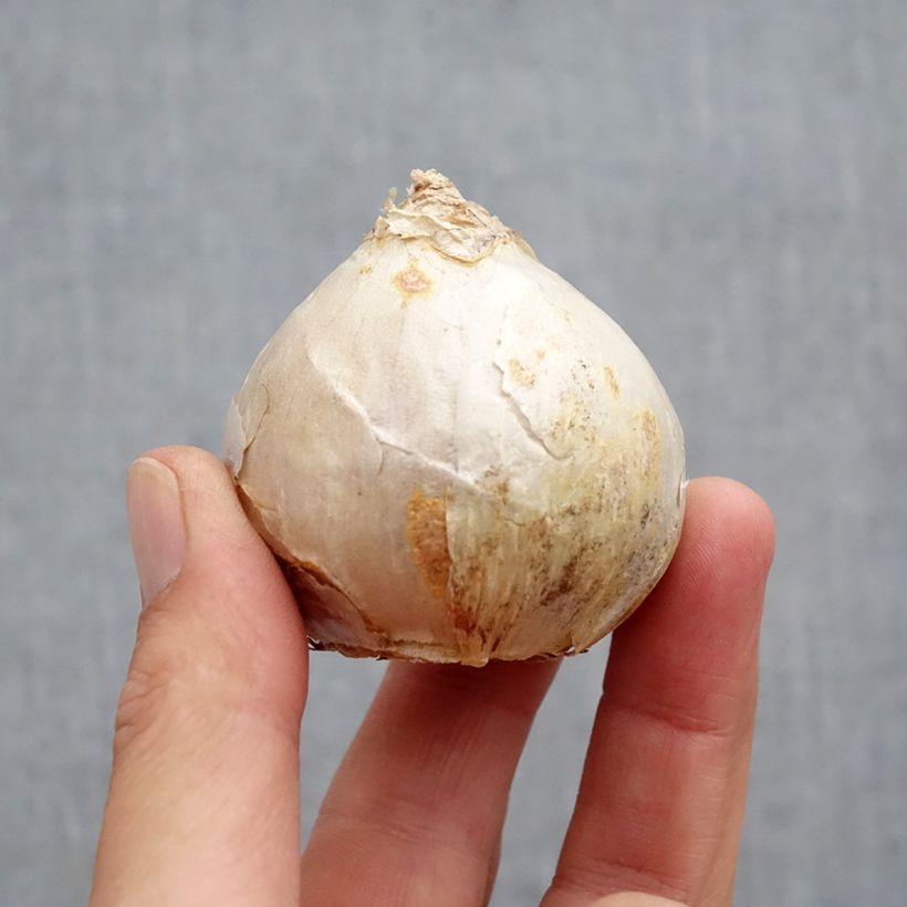 Exemplar von Hyazinthe Carnegie Zwiebel Kaliber/Größe 18+ wie im Herbst geliefert