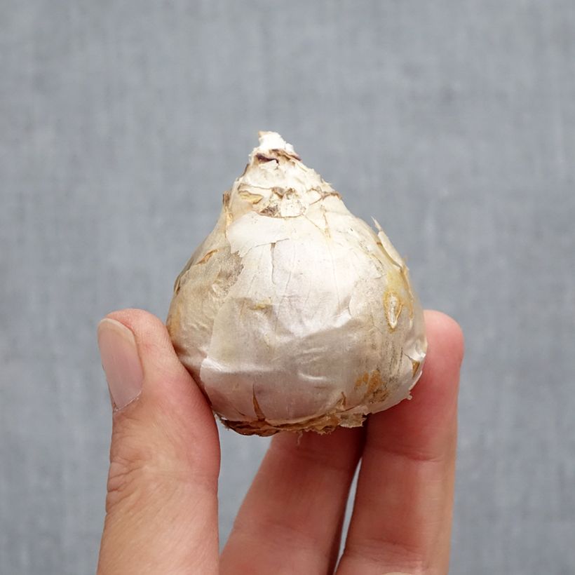 Exemplar von Hyazinthe Top White Zwiebel Kaliber/Größe 18 wie im Herbst geliefert