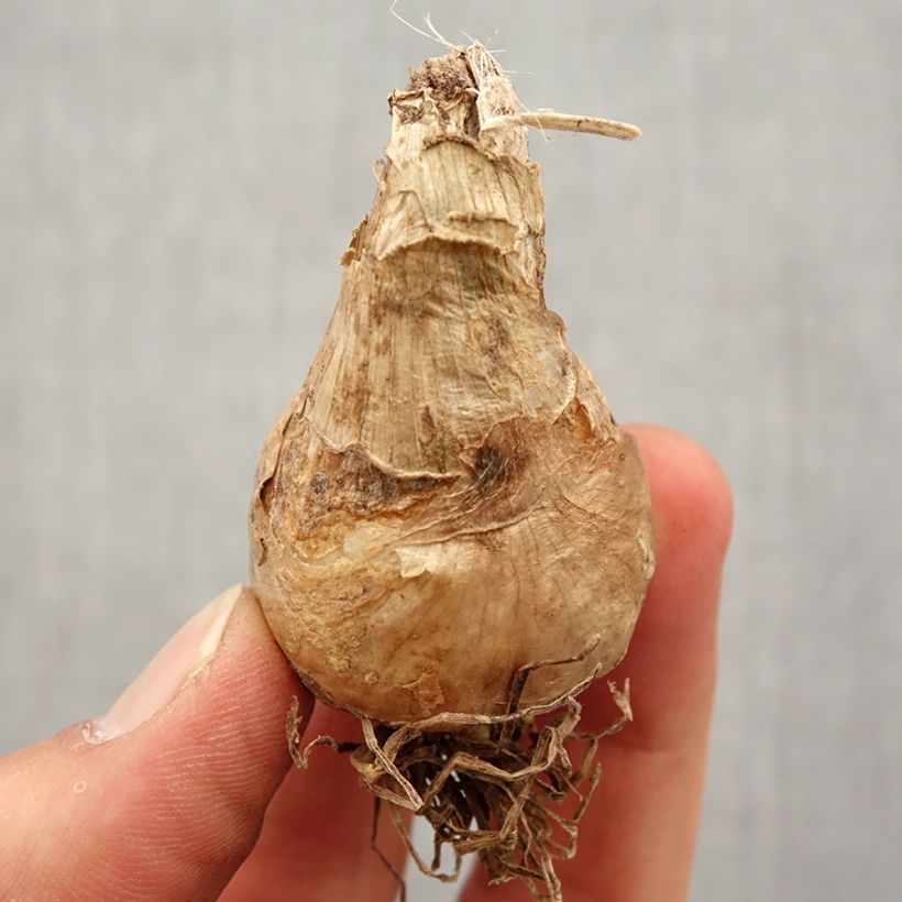 Exemplar von Galtonia candicans - Riesenhyazinthe Zwiebel Kaliber/Größe 16/18 wie im Frühjahr geliefert