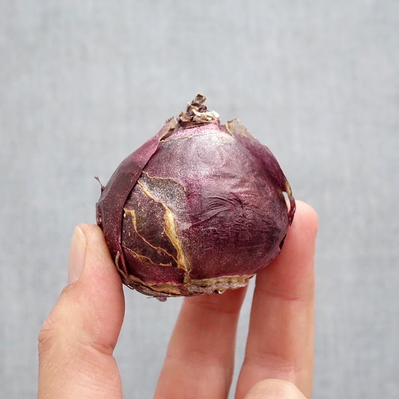 Exemplar von Hyazinthe Fondant Zwiebel Kaliber/Größe 19+ wie im Herbst geliefert