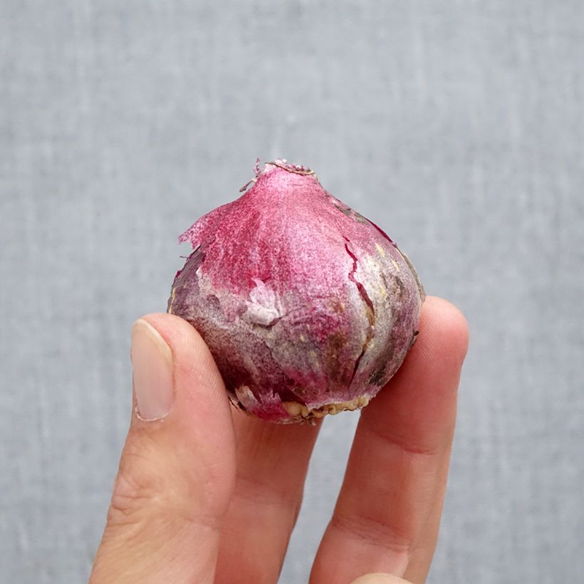 Exemplar von Hyazinthe Midnight Sky Zwiebel Kaliber/Größe 14/15 wie im Herbst geliefert