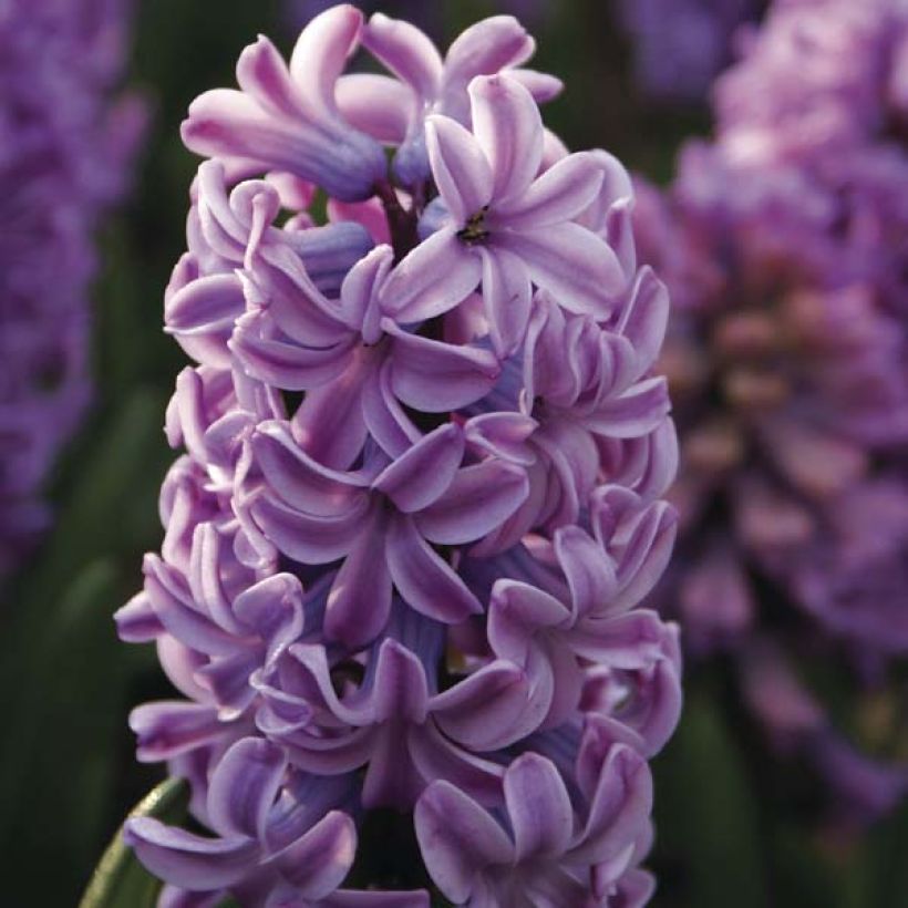 Hyazinthe Splendid Cornélia (Blüte)