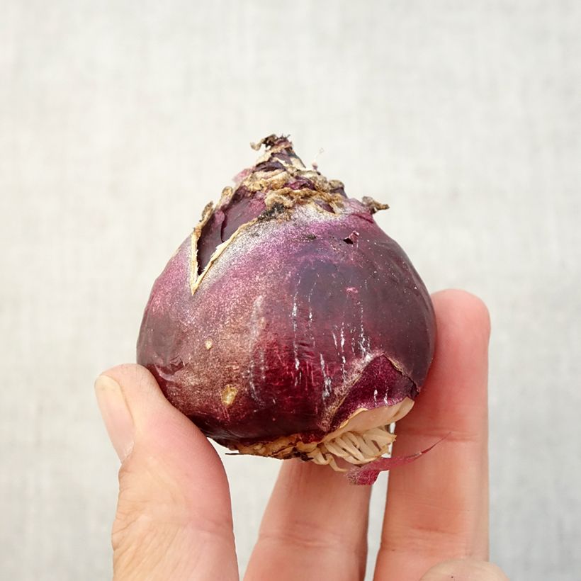 Exemplar von Hyazinthe Mix Zwiebel Kaliber/Größe 17+ wie im Herbst geliefert