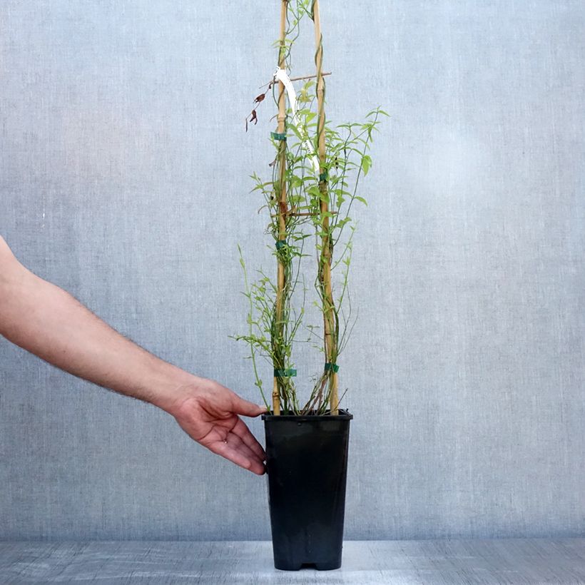 Exemplar von Jasminum beesianum - Rosa Jasmin Topf mit 2L/3L wie im Sommer geliefert