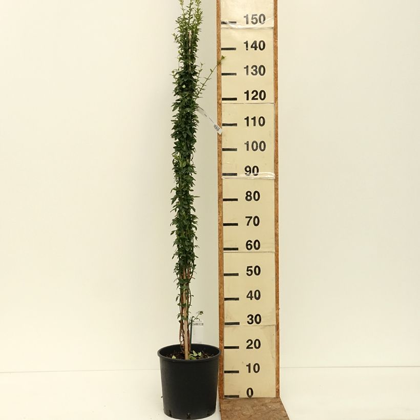 Exemplar von Jasminum nudiflorum - Winter-Jasmin Topf mit 2L/3L wie im Sommer geliefert