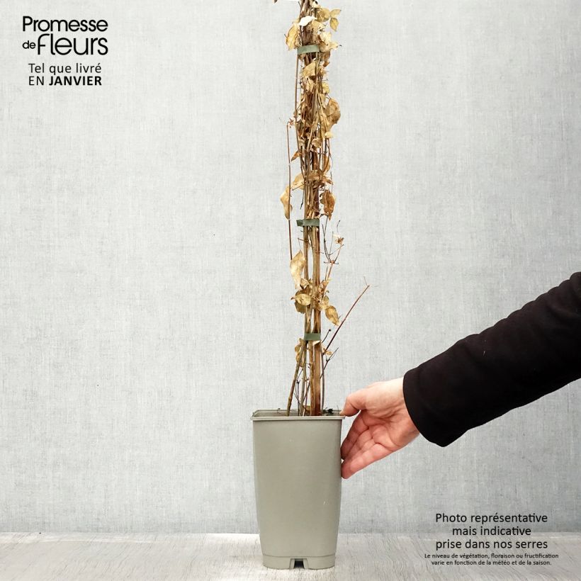 Exemplar von Jasminum azoricum - Azoren-Jasmin Topf mit 2L/3L wie im Winter geliefert