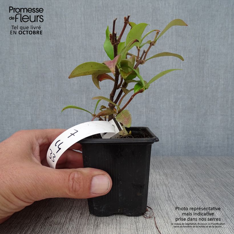 Exemplar von Sternjasmin - Trachelospermum jasminoides Kleine Töpfe von 8/9 cm wie im Herbst geliefert