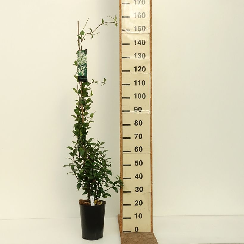 Exemplar von Sternjasmin - Trachelospermum jasminoides Topf mit 4L/5L wie im Sommer geliefert