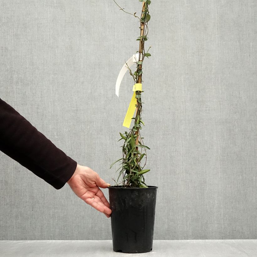 Exemplar von Sternjasmin Waterwheel - Trachelospermum Topf mit 3L/4L wie im Herbst geliefert