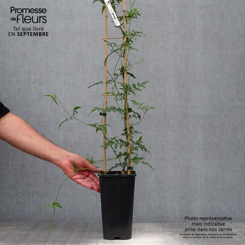 Exemplar von Jasminum polyanthum - Zimmer-Jasmin Topf mit 2L/3L wie im Herbst geliefert