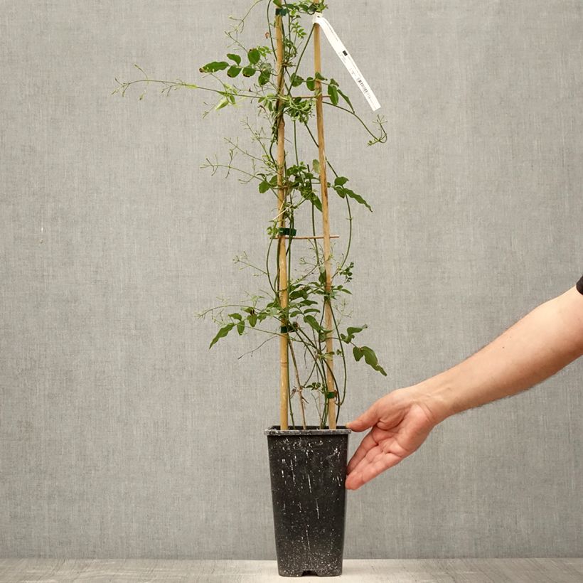 Exemplar von Jasminum polyanthum - Zimmer-Jasmin Topf mit 2L/3L wie im Sommer geliefert