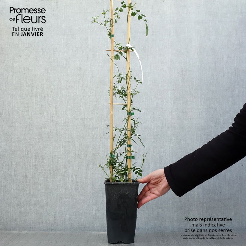 Exemplar von Jasminum polyanthum - Zimmer-Jasmin Topf mit 2L/3L wie im Winter geliefert