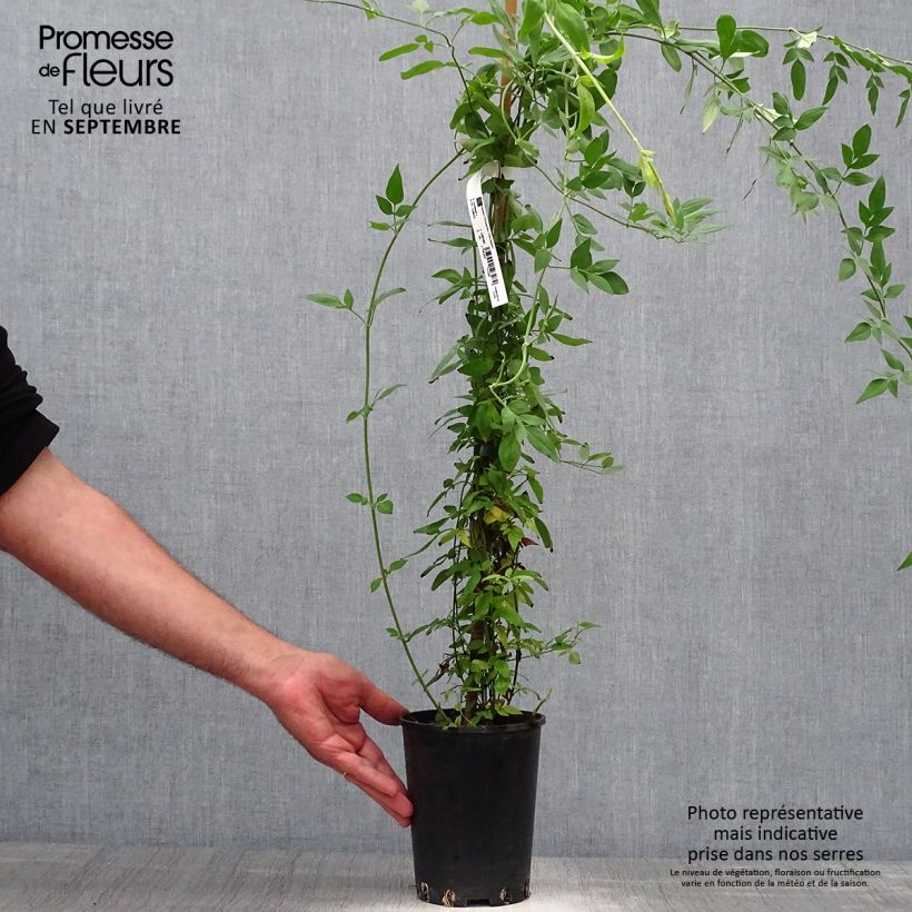 Exemplar von Jasminum stephanense - Rosa Jasmin Topf mit 2L/3L wie im Herbst geliefert