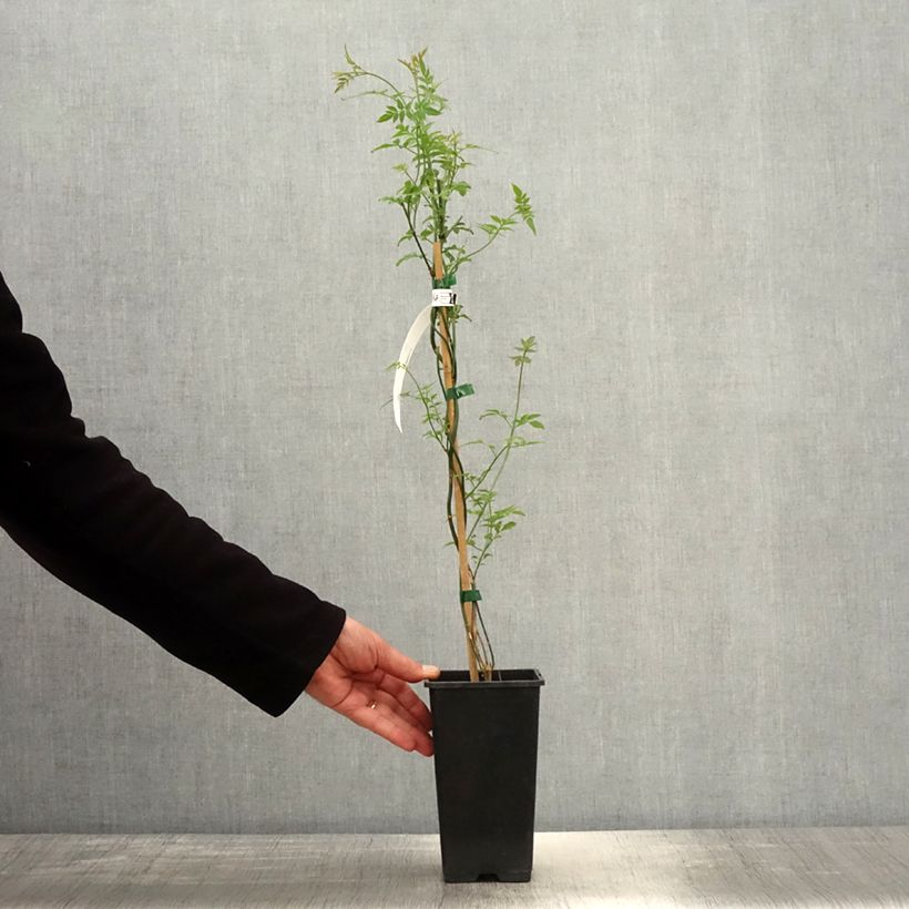 Exemplar von Jasminum officinalis f. affine Affinis - Echte Jasmin Topf mit 1,5L/2L wie im Frühjahr geliefert