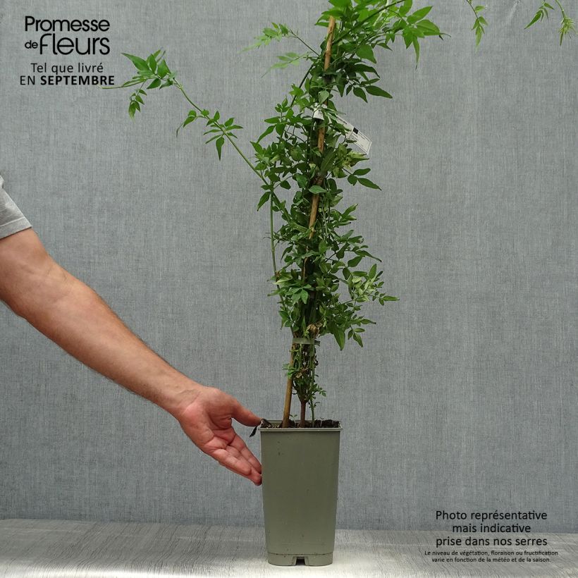 Exemplar von Jasminum officinalis f. affine Affinis - Echte Jasmin Topf mit 3L/4L wie im Herbst geliefert