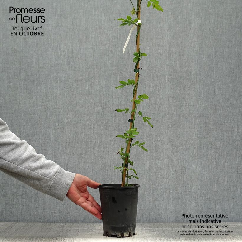 Exemplar von Jasminum officinale - Echte Jasmin Topf mit 2L/3L wie im Herbst geliefert