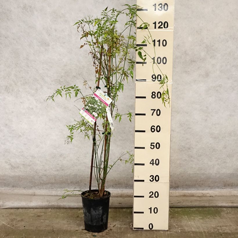 Exemplar von Jasminum officinale - Echte Jasmin Topf mit 4L/5L wie im Herbst geliefert