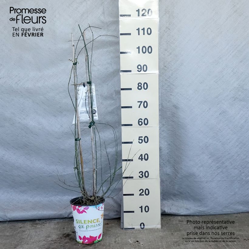 Exemplar von Jasminum officinale - Echte Jasmin Topf mit 4L/5L wie im Winter geliefert