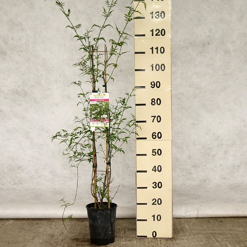 Exemplar von Jasminum officinale - Echte Jasmin Topf mit 4L/5L wie im Frühjahr geliefert