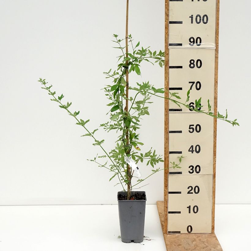 Exemplar von Jasminum mesnyi - Primel-Jasmin Topf mit 2L/3L wie im Sommer geliefert