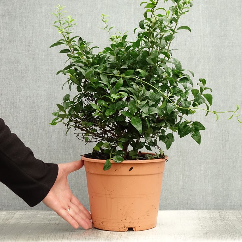 Exemplar von Jasminum multipartitum - Afrikanische Jasmin Topf mit 2L/3L wie im Herbst geliefert