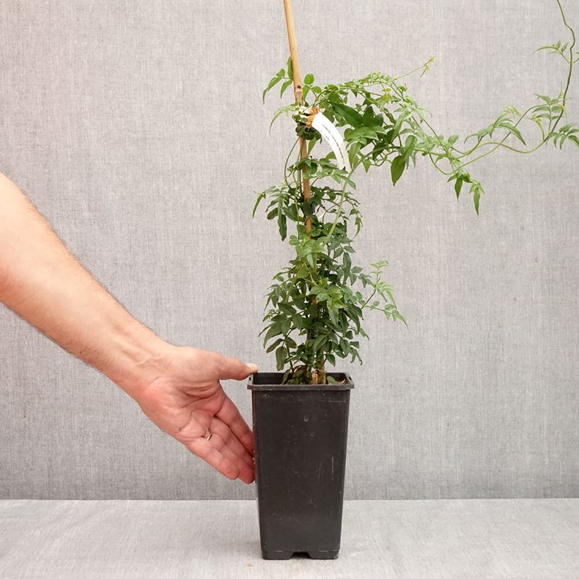 Exemplar von Jasminum Starry Night - Jasmin Topf mit 1,5L/2L wie im Herbst geliefert