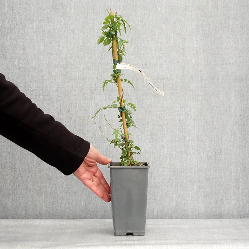 Exemplar von Jasminum Starry Night - Jasmin Topf mit 1,5L/2L wie im Winter geliefert