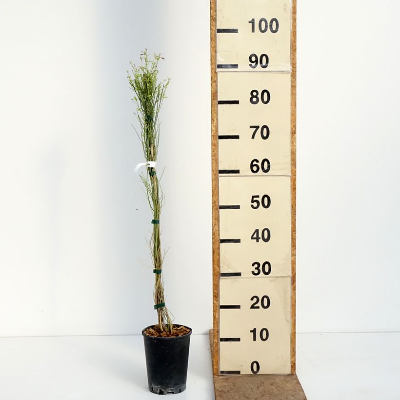 Exemplar von Jasminum stephanense Starry Summer Scent - Jasmin Topf mit 1,5L/2L wie im Frühjahr geliefert