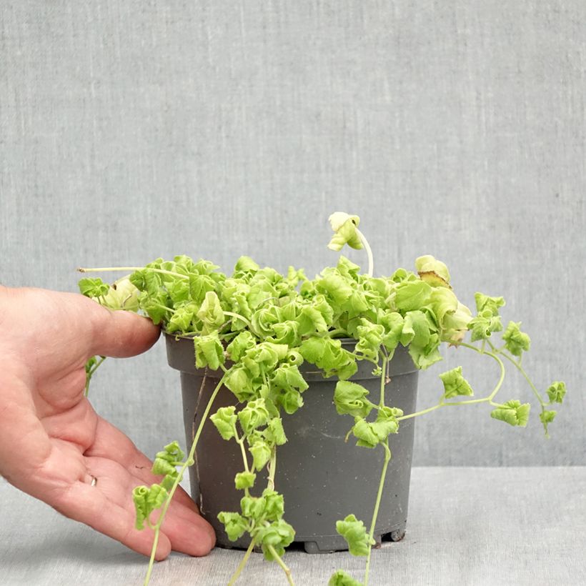 Exemplar von Jiaogulan - Gynostemma pentaphyllum Topf mit 1,5L/2L wie im Sommer geliefert