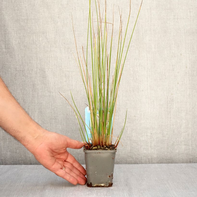 Exemplar von Juncus effusus - Flatter-Binse Kleine Töpfe von 8/9 cm wie im Herbst geliefert