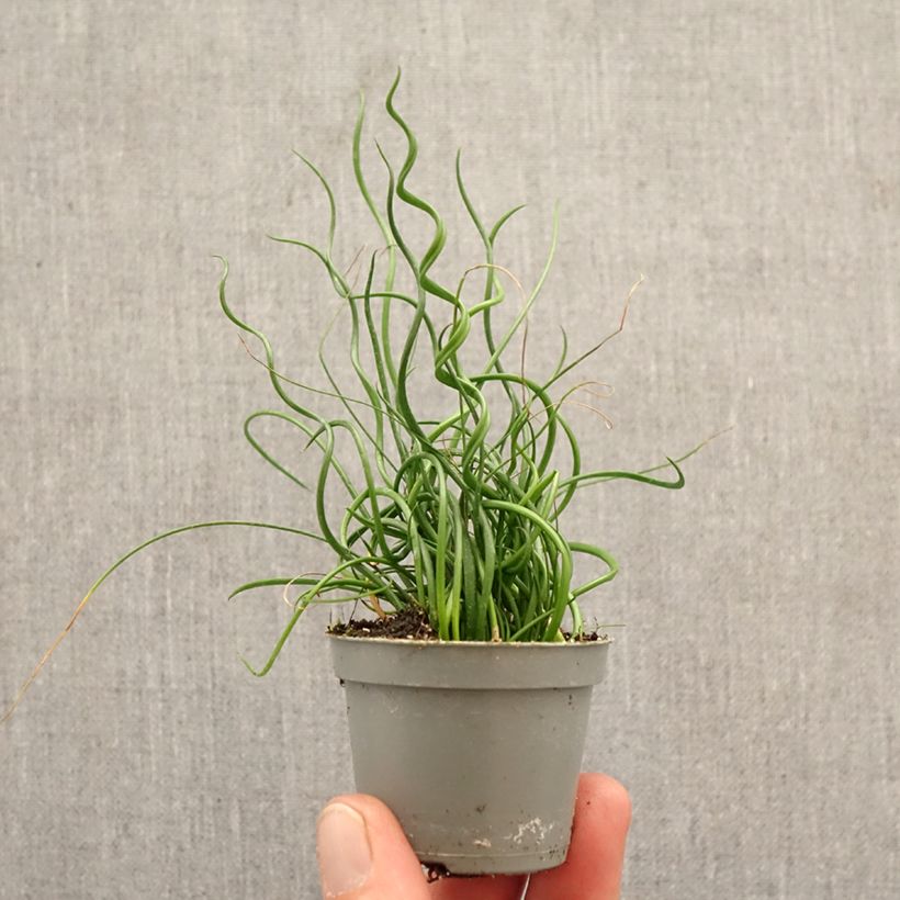 Exemplar von Juncus effusus Spiralis - Flatter-Binse Mini-Pflanze wie im Frühjahr geliefert