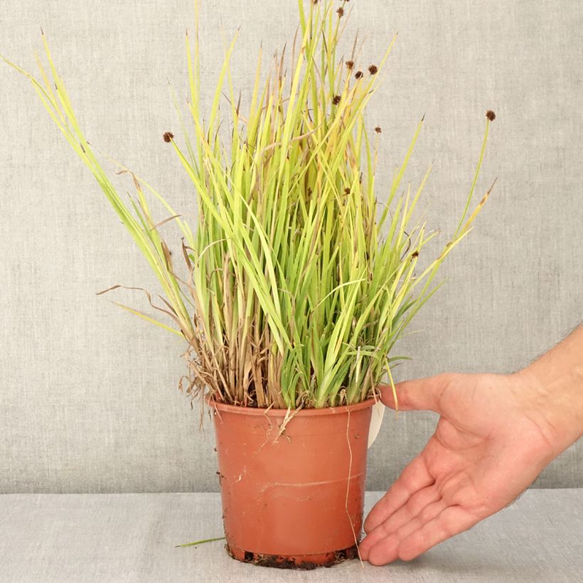 Exemplar von Juncus ensifolius - Schwertblättrige Binse Topf mit 1L/1,5L wie im Sommer geliefert