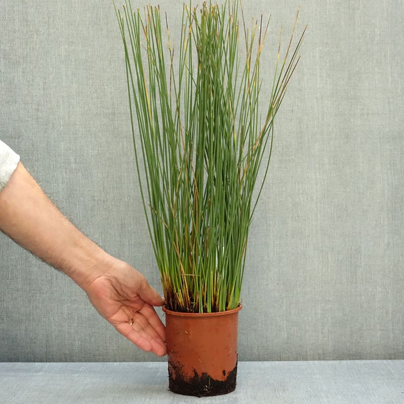 Exemplar von Juncus inflexus Blue Arrows - Blaugrüne Binse Topf mit 1L/1,5L wie im Herbst geliefert