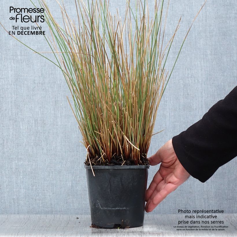 Exemplar von Juncus inflexus Blue Arrows - Blaugrüne Binse Topf mit 2L/3L wie im Herbst geliefert