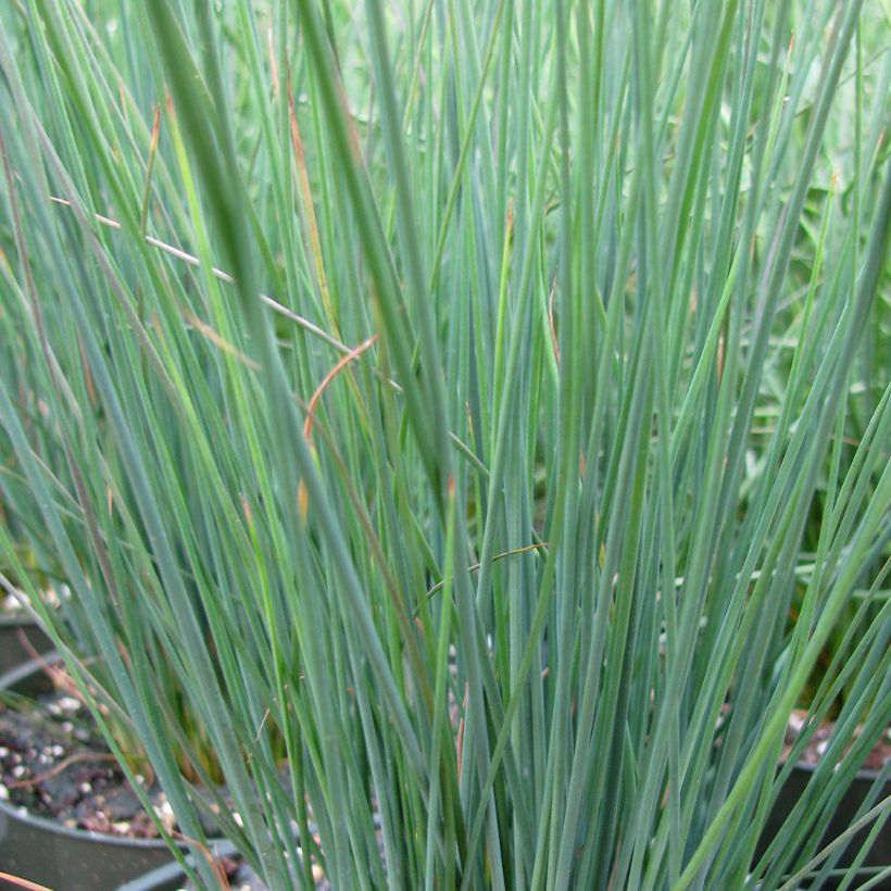 Juncus inflexus Blue Arrows - Blaugrüne Binse (Laub)