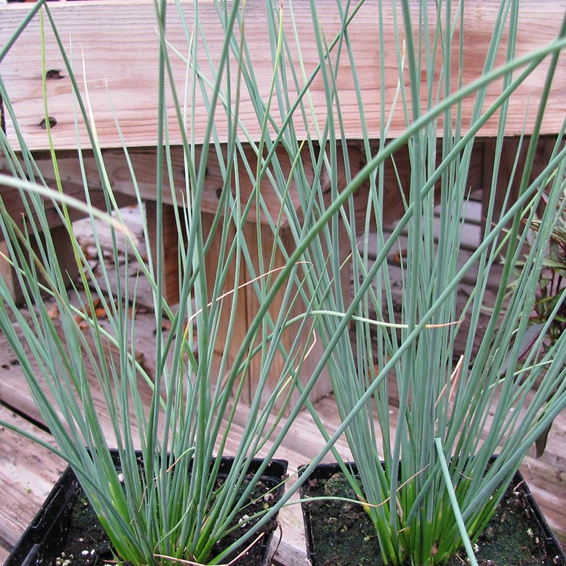 Juncus inflexus Blue Arrows - Blaugrüne Binse (Hafen)