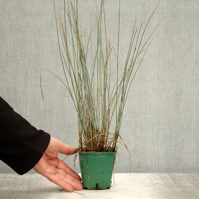 Exemplar von Juncus inflexus Blue Dart - Blaugrüne Binse Kleine Töpfe von 8/9 cm wie im Herbst geliefert