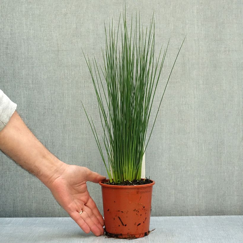 Exemplar von Juncus inflexus Blue Dart - Blaugrüne Binse Topf mit 1L/1,5L wie im Herbst geliefert