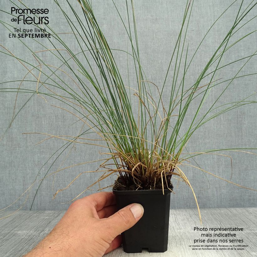 Exemplar von Juncus inflexus - Blaugrüne Binse Kleine Töpfe von 8/9 cm wie im Herbst geliefert