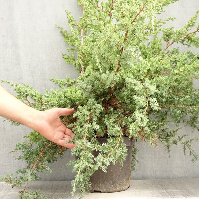 Exemplar von Juniperus chinensis Blue Alps Topf mit 7,5L/10L wie im Sommer geliefert