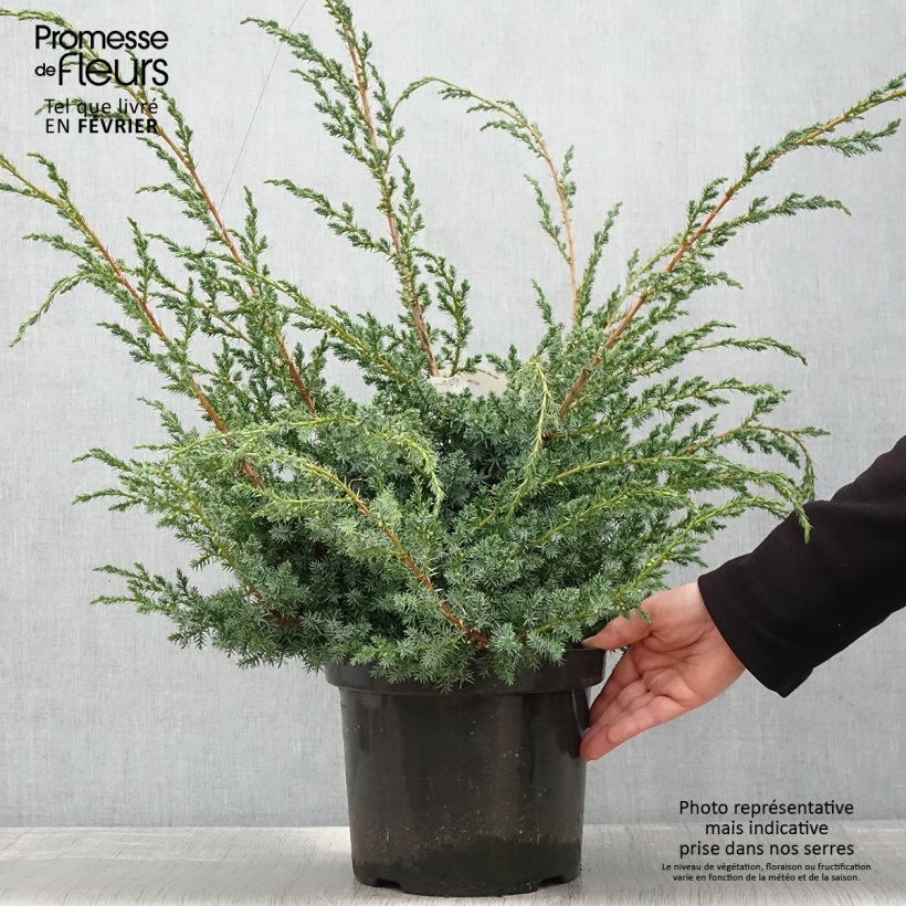 Exemplar von Juniperus chinensis Blue Alps Topf mit 7,5L/10L wie im Winter geliefert