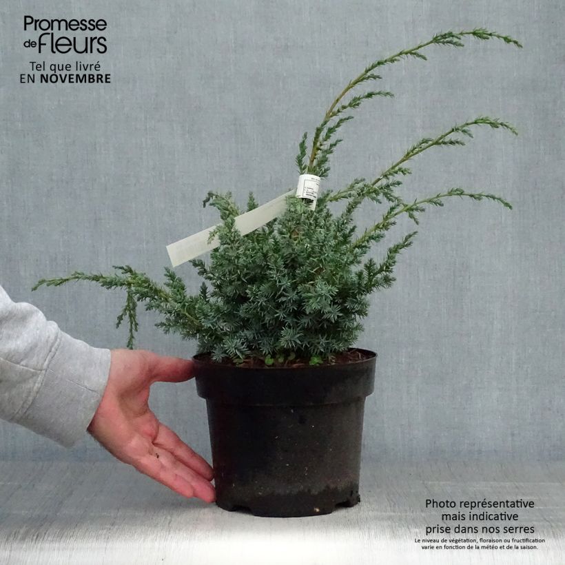 Exemplar von Juniperus chinensis Blue Alps Topf mit 2L/3L wie im Herbst geliefert