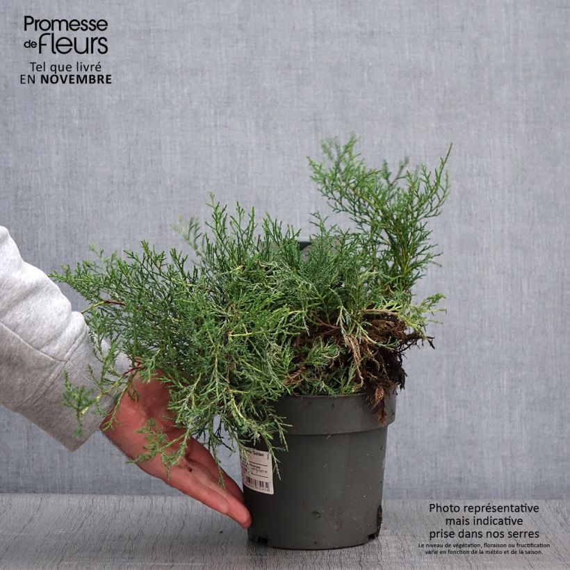 Exemplar von Juniperus pfitzeriana Golden Saucer Topf mit 2L/3L wie im Herbst geliefert
