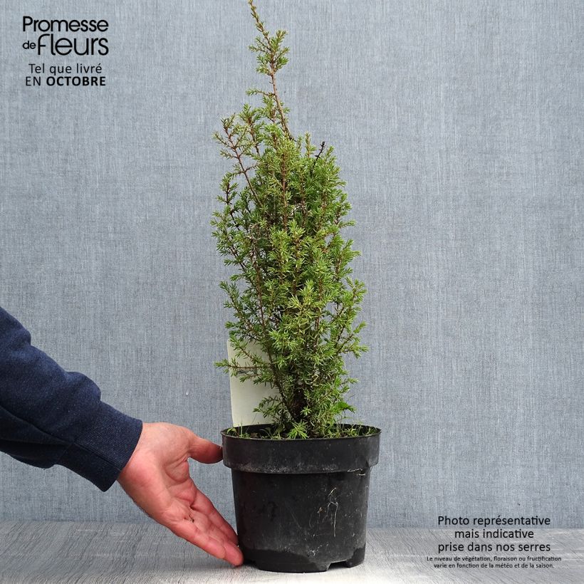 Exemplar von Juniperus communis Arnold Topf mit 2L/3L wie im Herbst geliefert