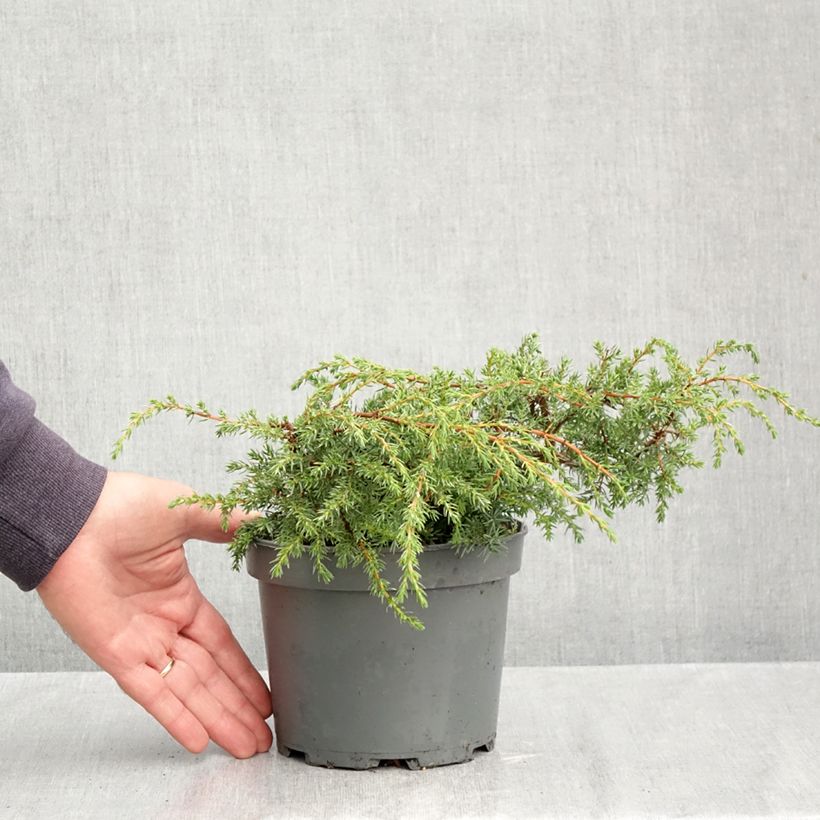 Exemplar von Juniperus communis subsp. hemisphaerica Hornibrookii Topf mit 1,5L/2L wie im Herbst geliefert