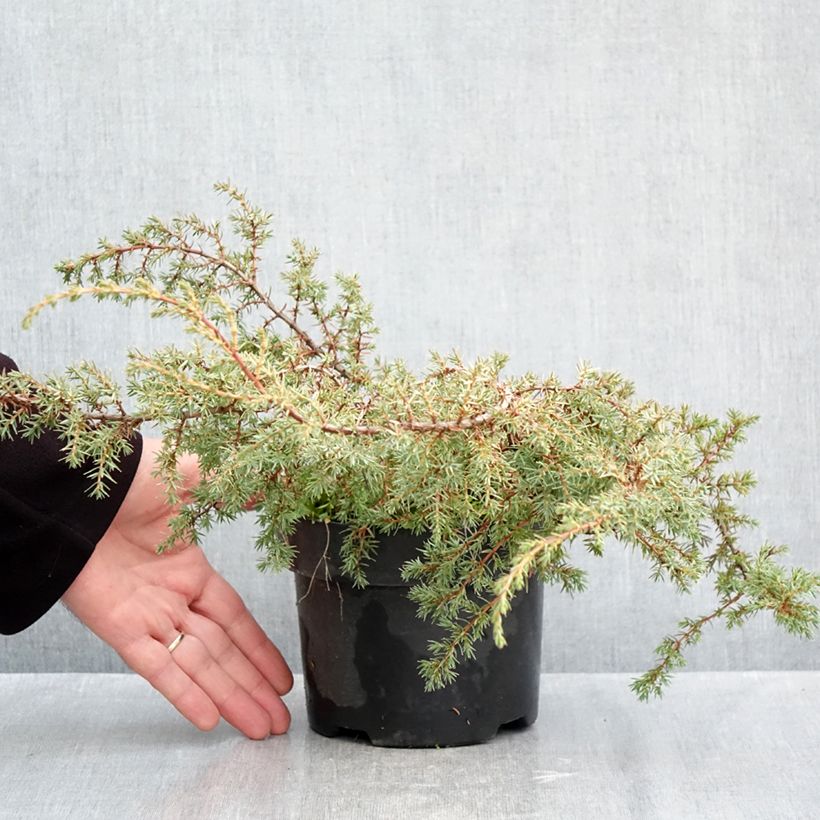 Exemplar von Juniperus communis subsp. hemisphaerica Hornibrookii Topf mit 2L/3L wie im Herbst geliefert