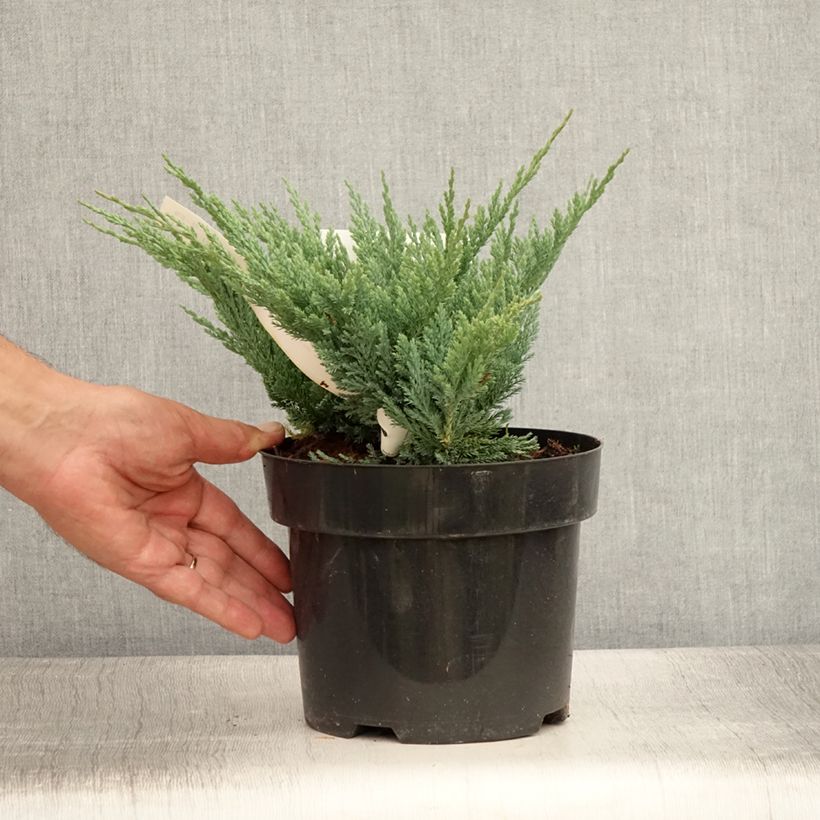 Exemplar von Juniperus horizontalis Blue Chip Topf mit 2L/3L, Hochstamm wie im Sommer geliefert