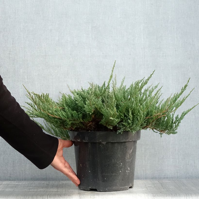 Exemplar von Juniperus horizontalis Blue Chip Topf mit 7,5L/10L wie im Herbst geliefert